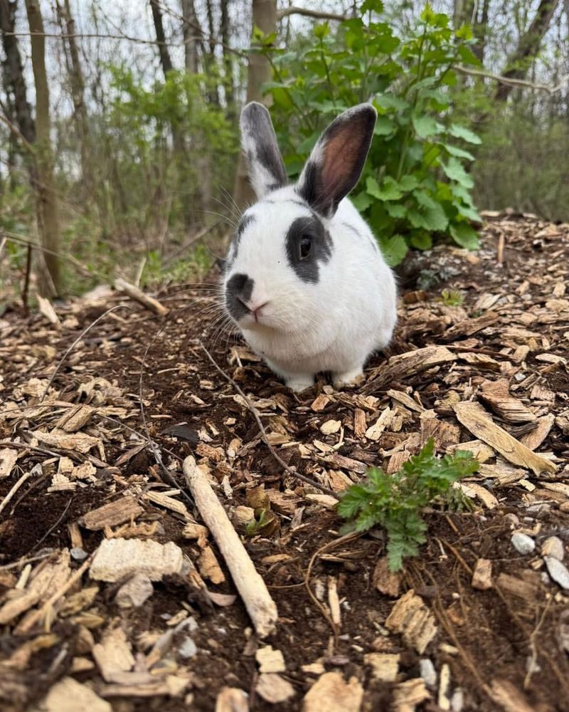 Overgrown Edges Provide Entry Points And Safety