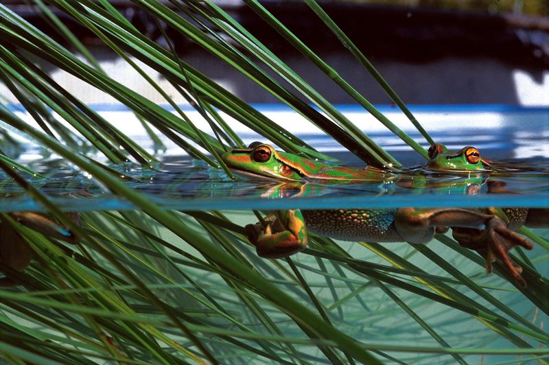 Night Lighting Draws Insects That Attract Hungry Amphibians