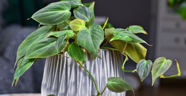 philodendron plant