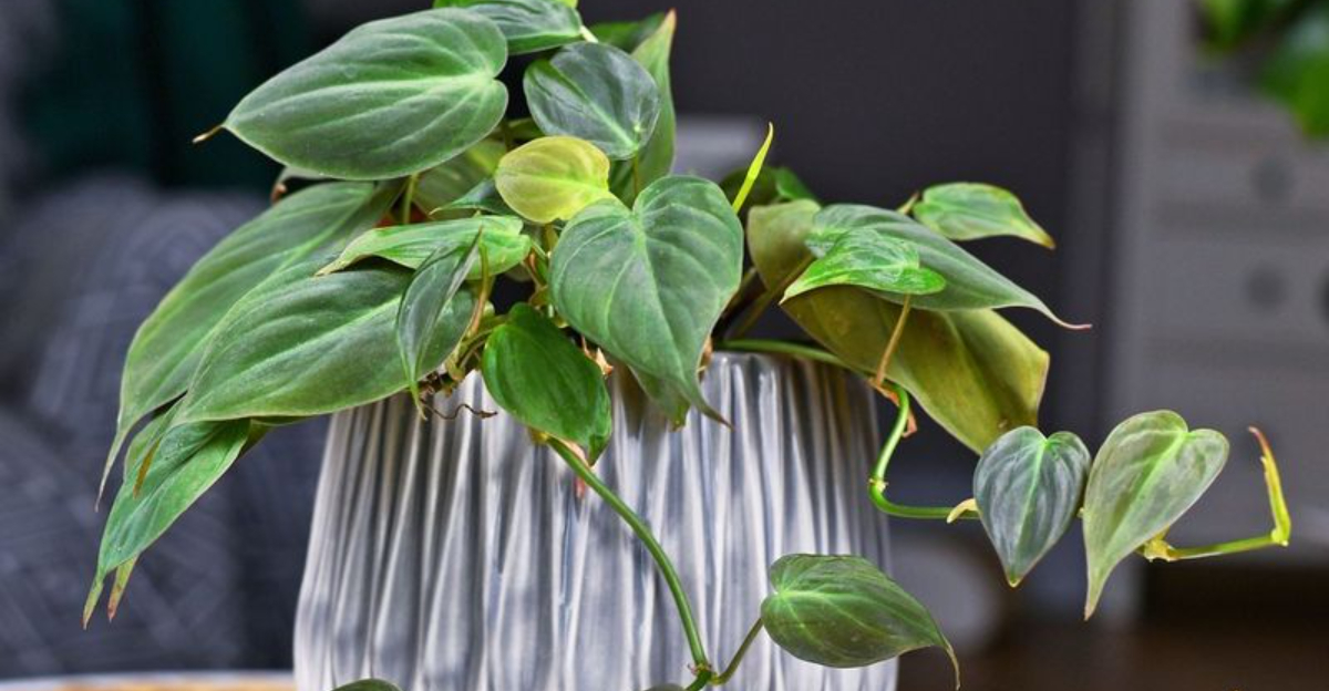 philodendron plant