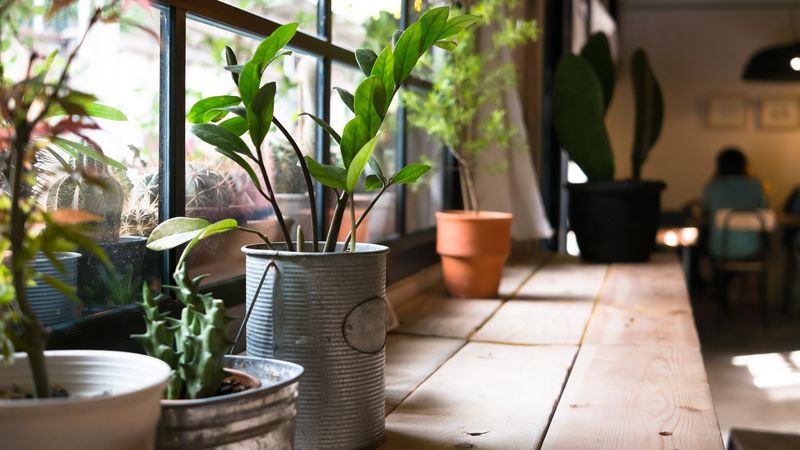 Bring Vulnerable Pots Indoors Or To Shelter