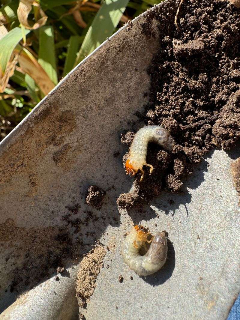 Beneficial Insects Are Waking Up At Wrong Times