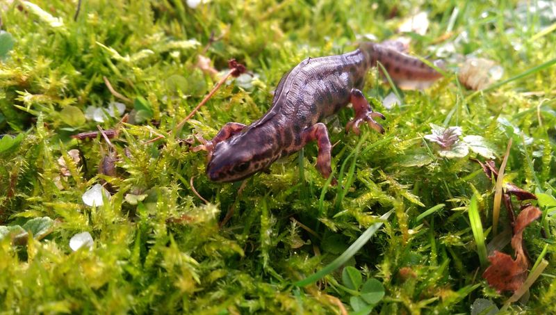 Abundant Food Sources Attract Them