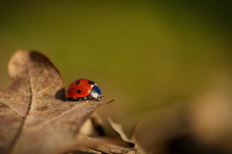 Beneficial Wildlife Finds Essential Winter Habitat