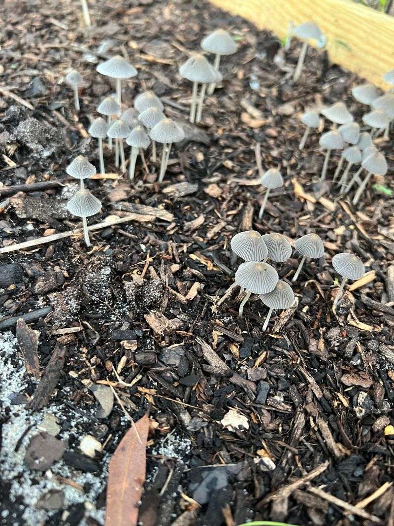 Fungal Networks Produce Dark Organic Compounds