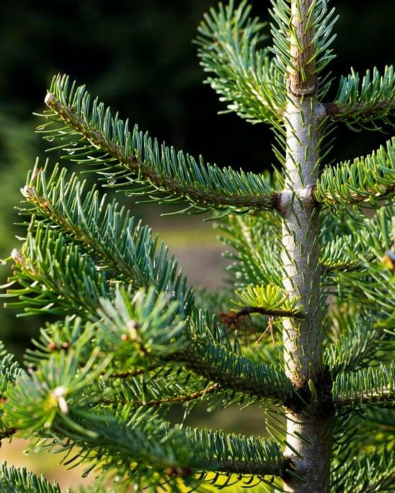 Wildlife Benefits From Temporary Shelter And Habitat