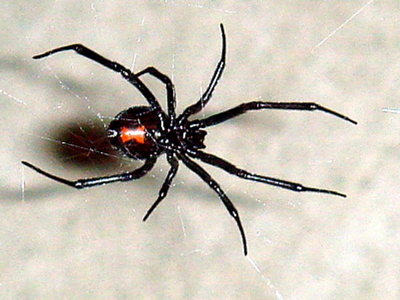 Black Widow Spider