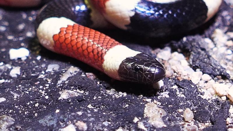 Western Coral Snake