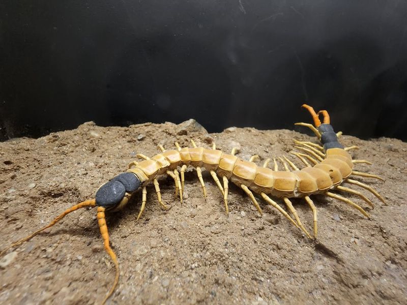 Giant Desert Centipede