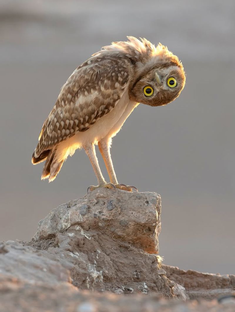 Burrowing Owls