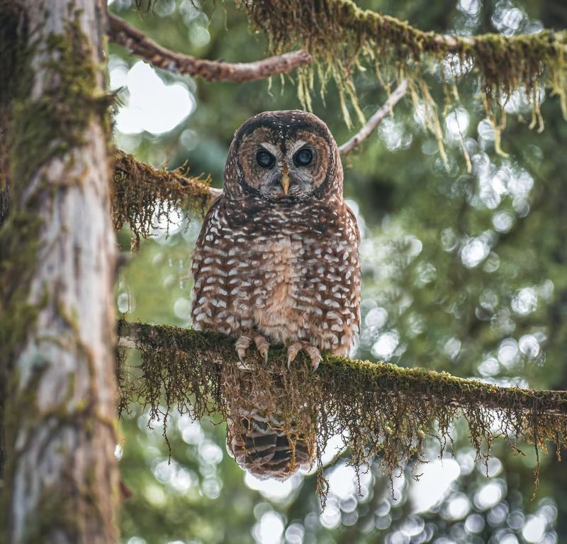 Northern Spotted Owl