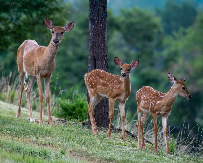 White-Tailed Deer
