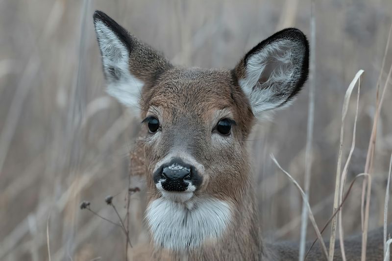 White-Tailed Deer
