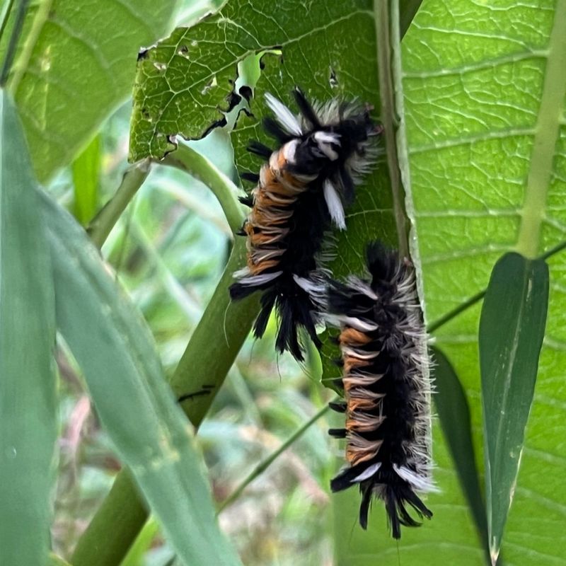 Milkweed Tussock Moth Caterpillar