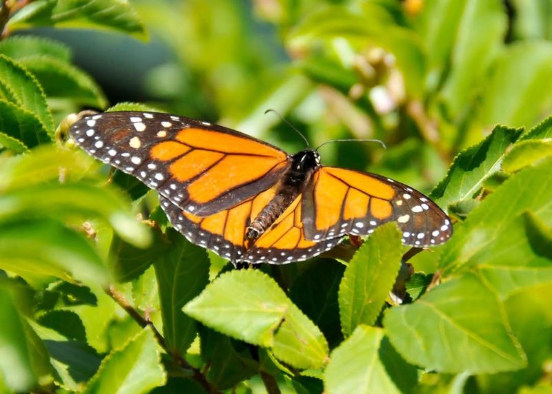 Monarch Butterfly