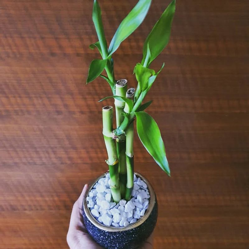 Lucky Bamboo