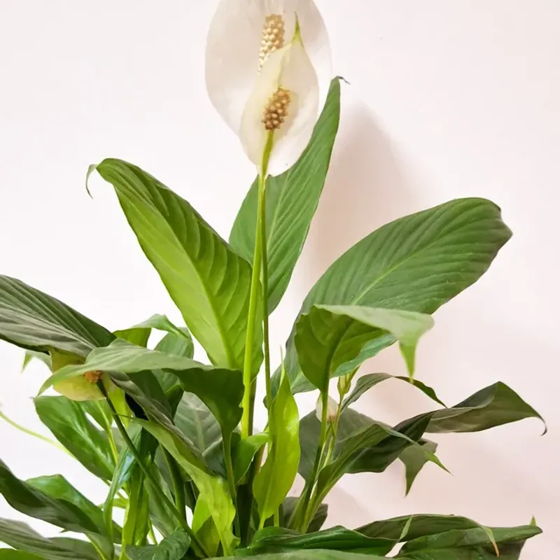 Peace Lily