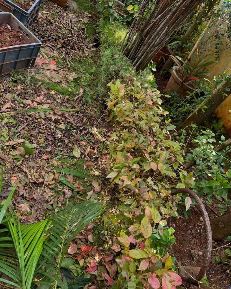 Remove Or Reduce Mulch At The Right Time In Spring