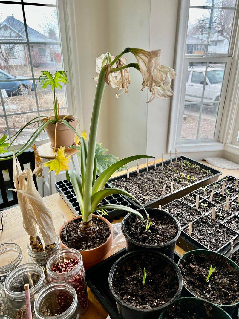 Rotate Pots Regularly For Even Growth And Symmetry