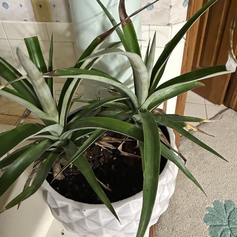 Gradually Acclimate Plants When Spring Returns