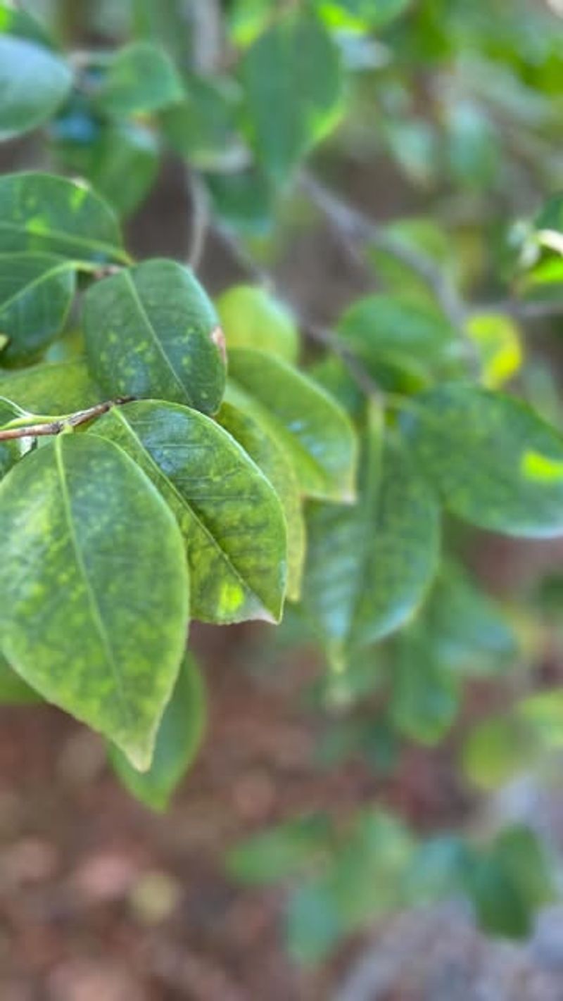 Feed With Acid-Loving Plant Fertilizer