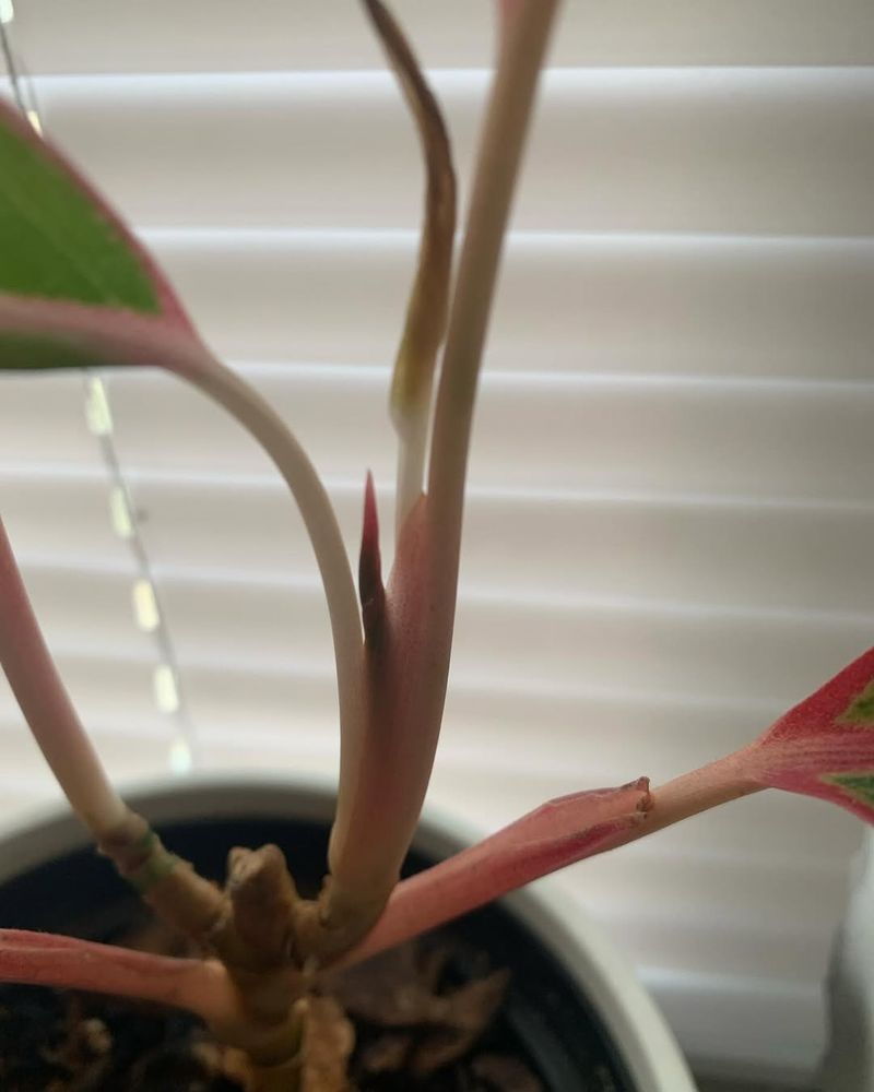 Watch For Signs Of Recovery And Adjust Care