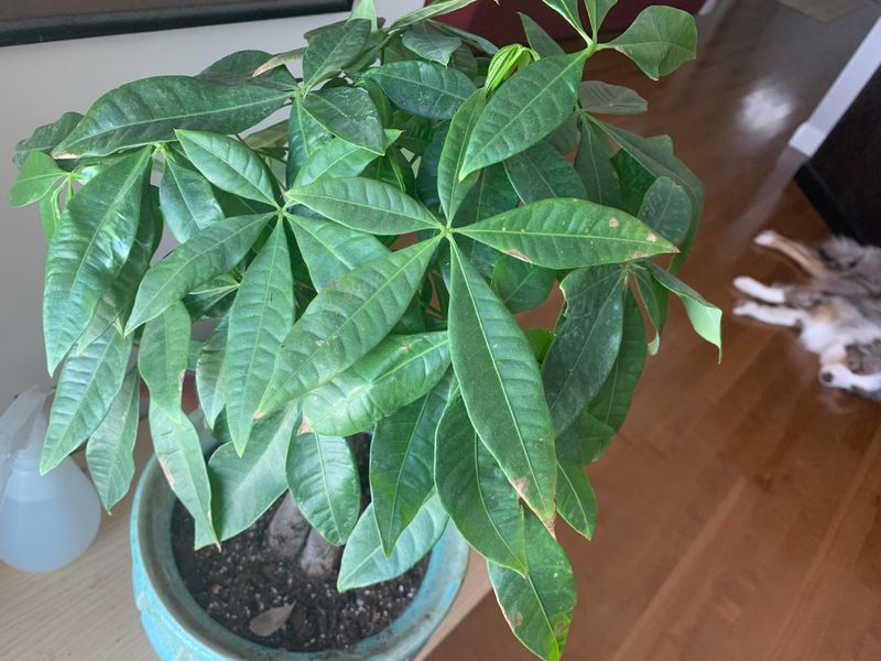 Choose Pots With Proper Drainage Systems Always