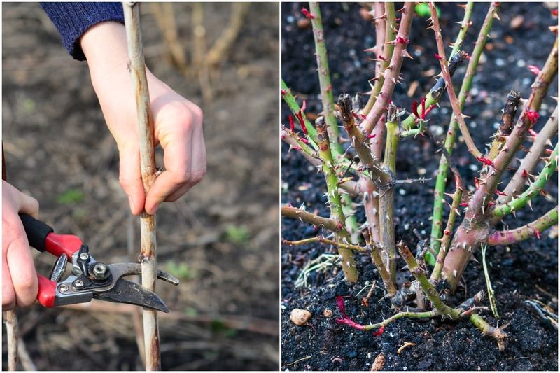 Use Warm Days To Prune Away Damaged Branches But Avoid Heavy Pruning Of Spring Bloomers