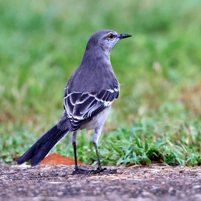 Encourage Natural Predators