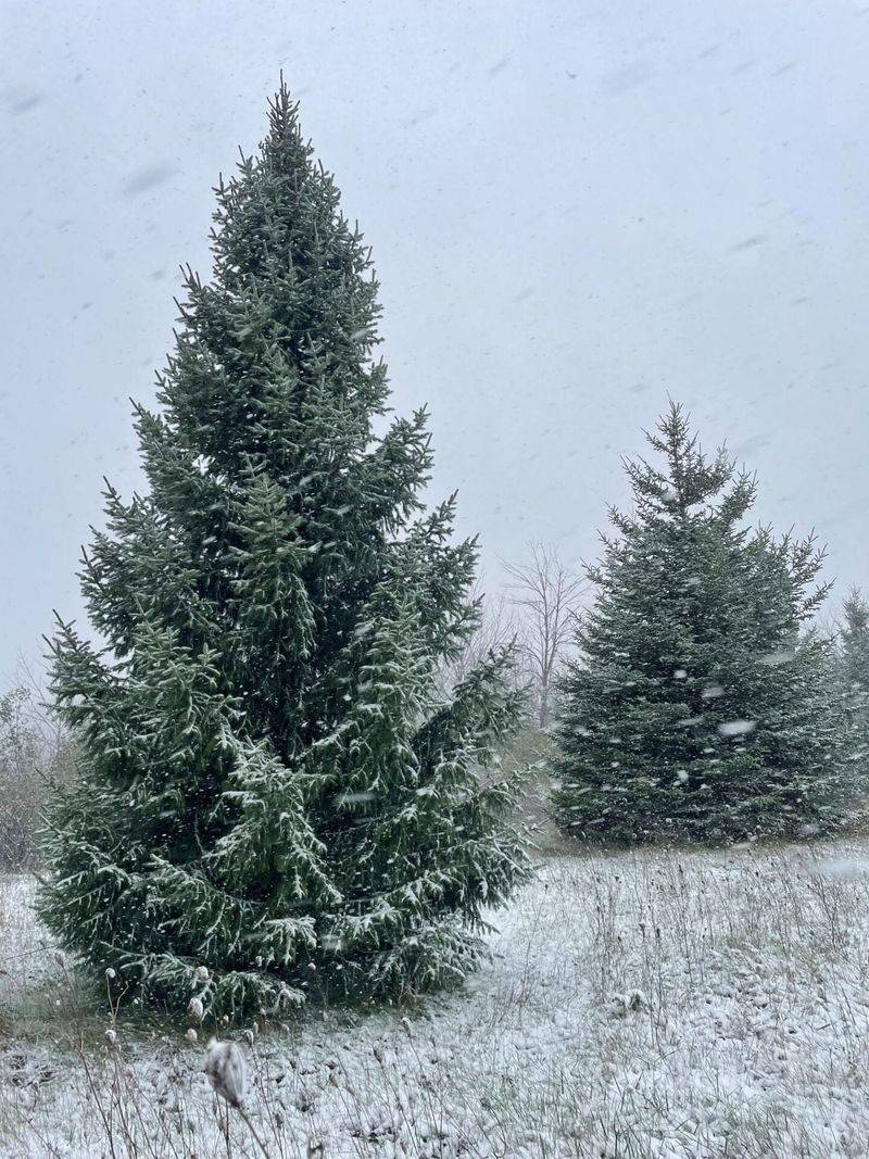 Choosing The Right Species For Wisconsin Winters