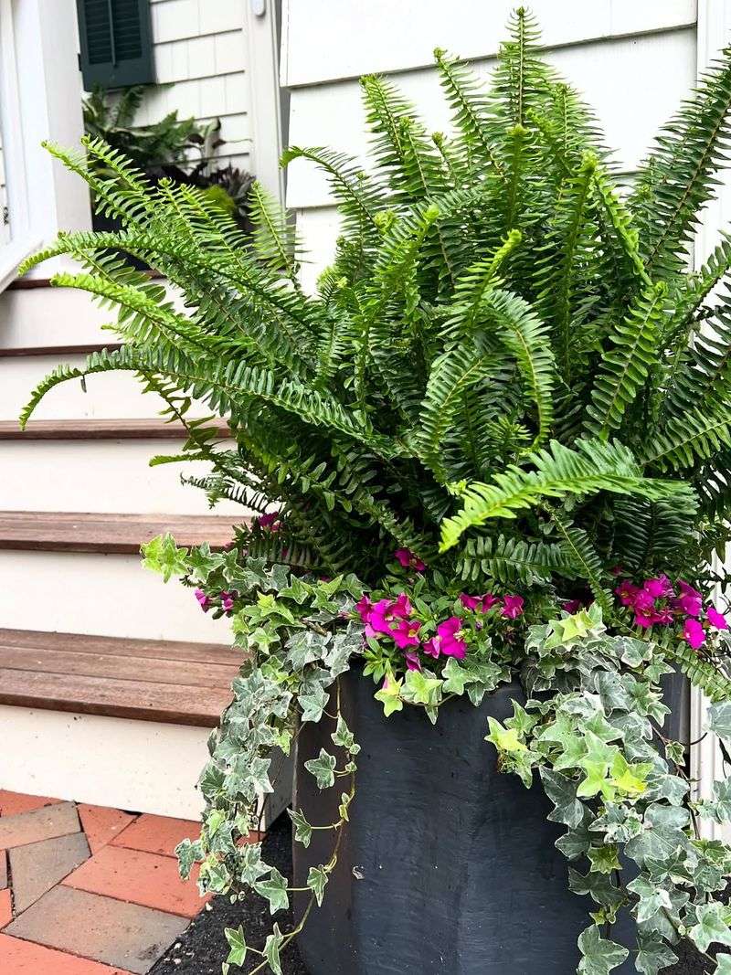 Keeping Evergreen Container Plants Healthy