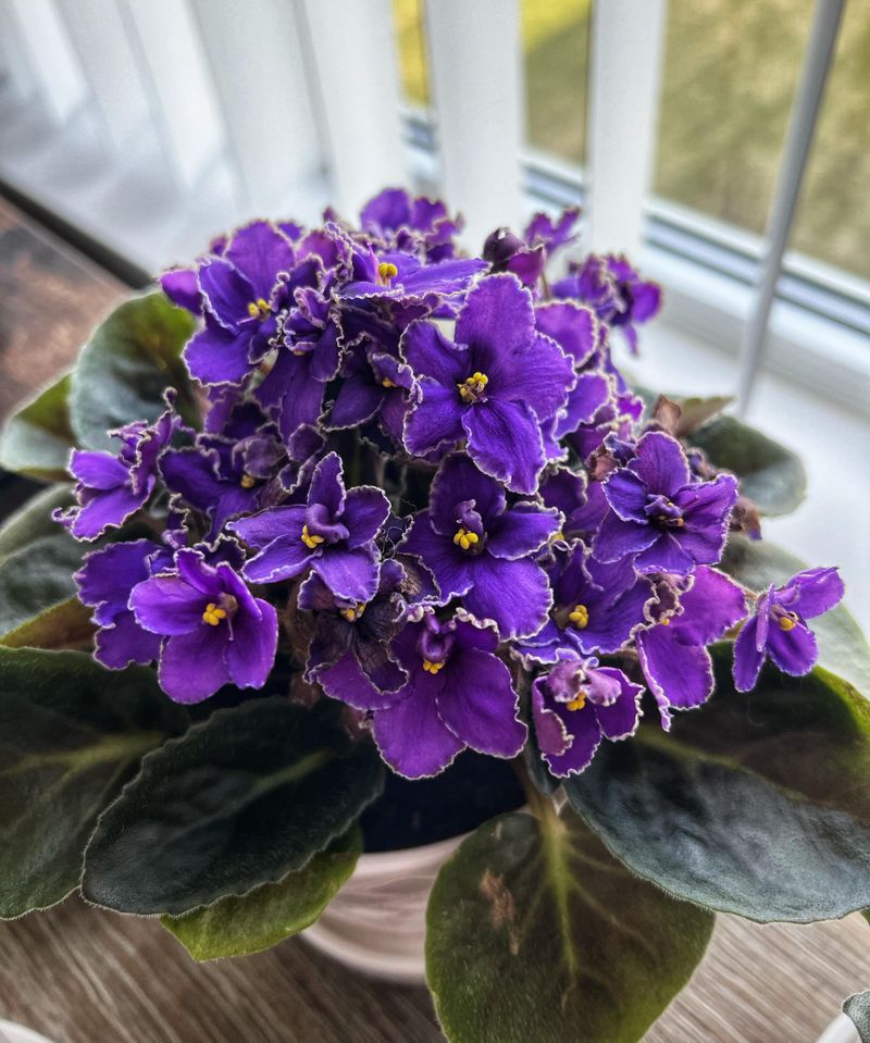 African Violet