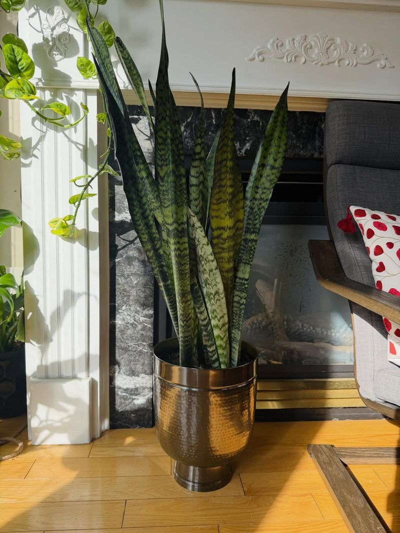Snake Plant