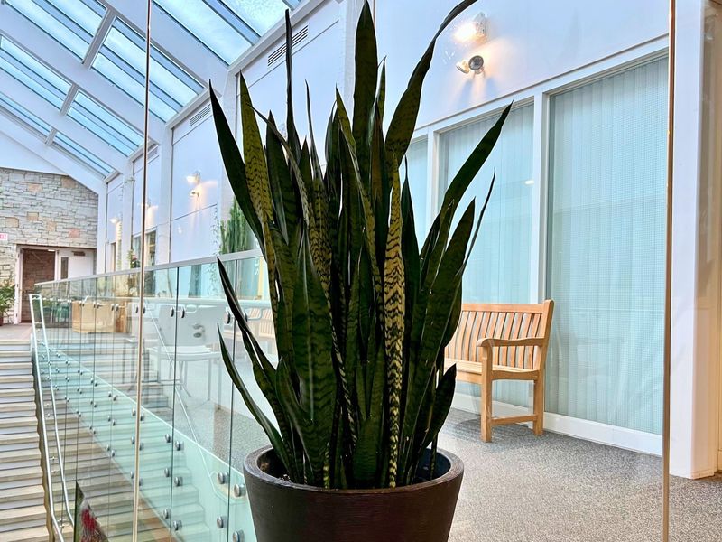 Snake Plants Provide Foolproof Beauty for Beginners