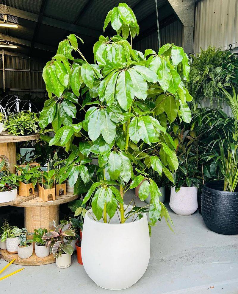 Umbrella Tree (Schefflera Arboricola)