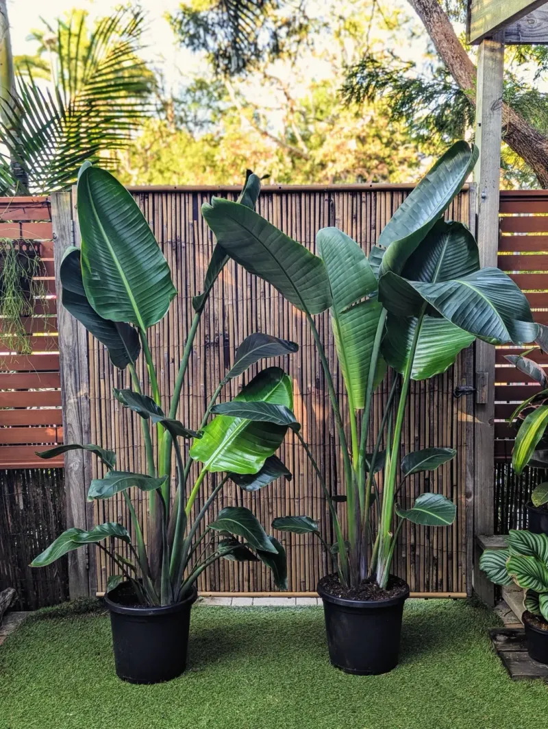 Bird Of Paradise (Strelitzia Reginae Or Nicolai)