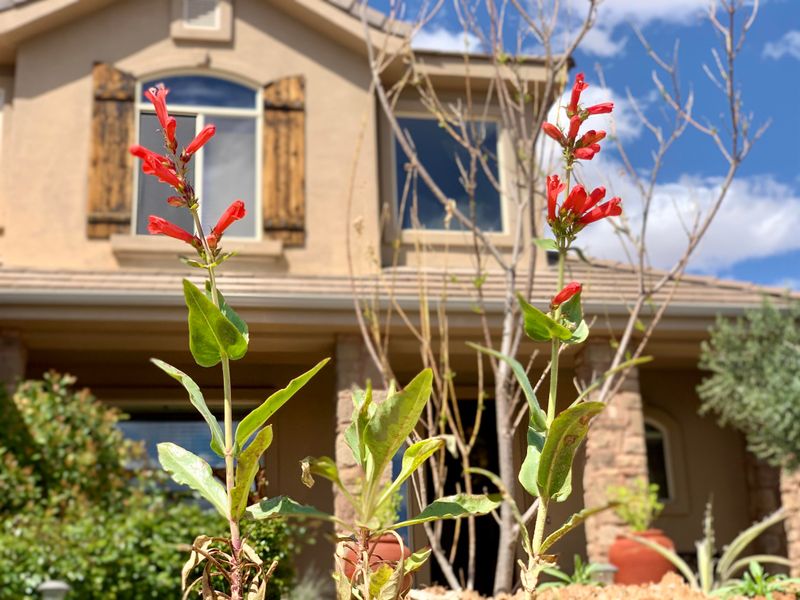 Firecracker Penstemon