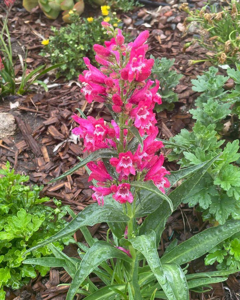 Ruby Slippers Penstemon