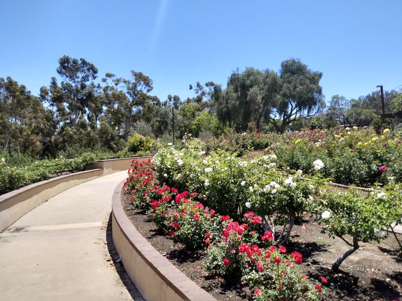Inez Parker Memorial Rose Garden in Balboa Park, San Diego