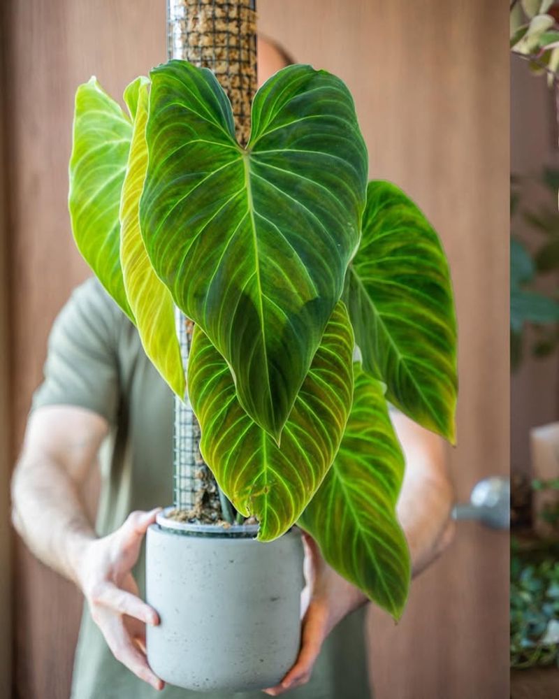 Reduced Pest Pressure