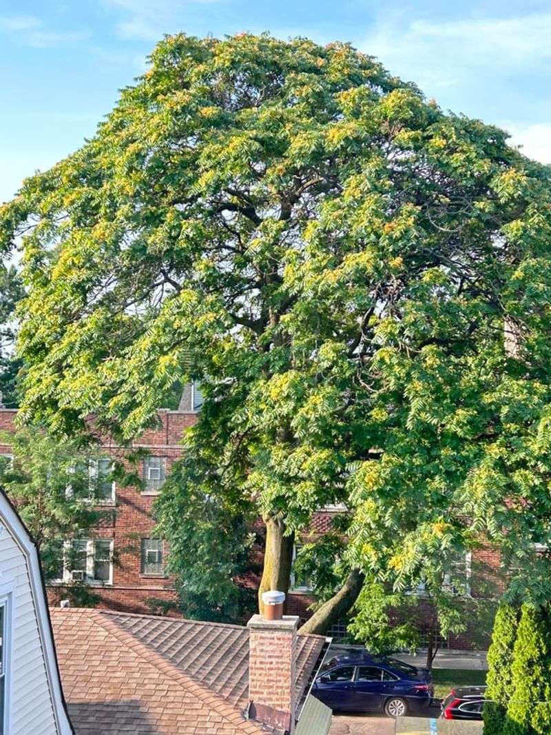 Reduced Noise Pollution Levels