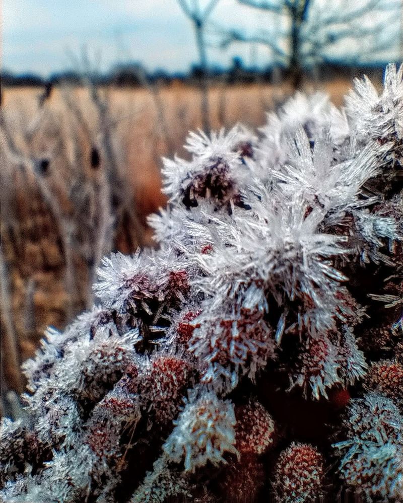 Plant Stems Act As Crystal Formation Guides