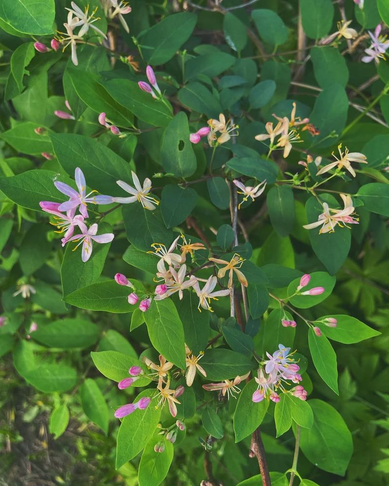 Tartarian Honeysuckle