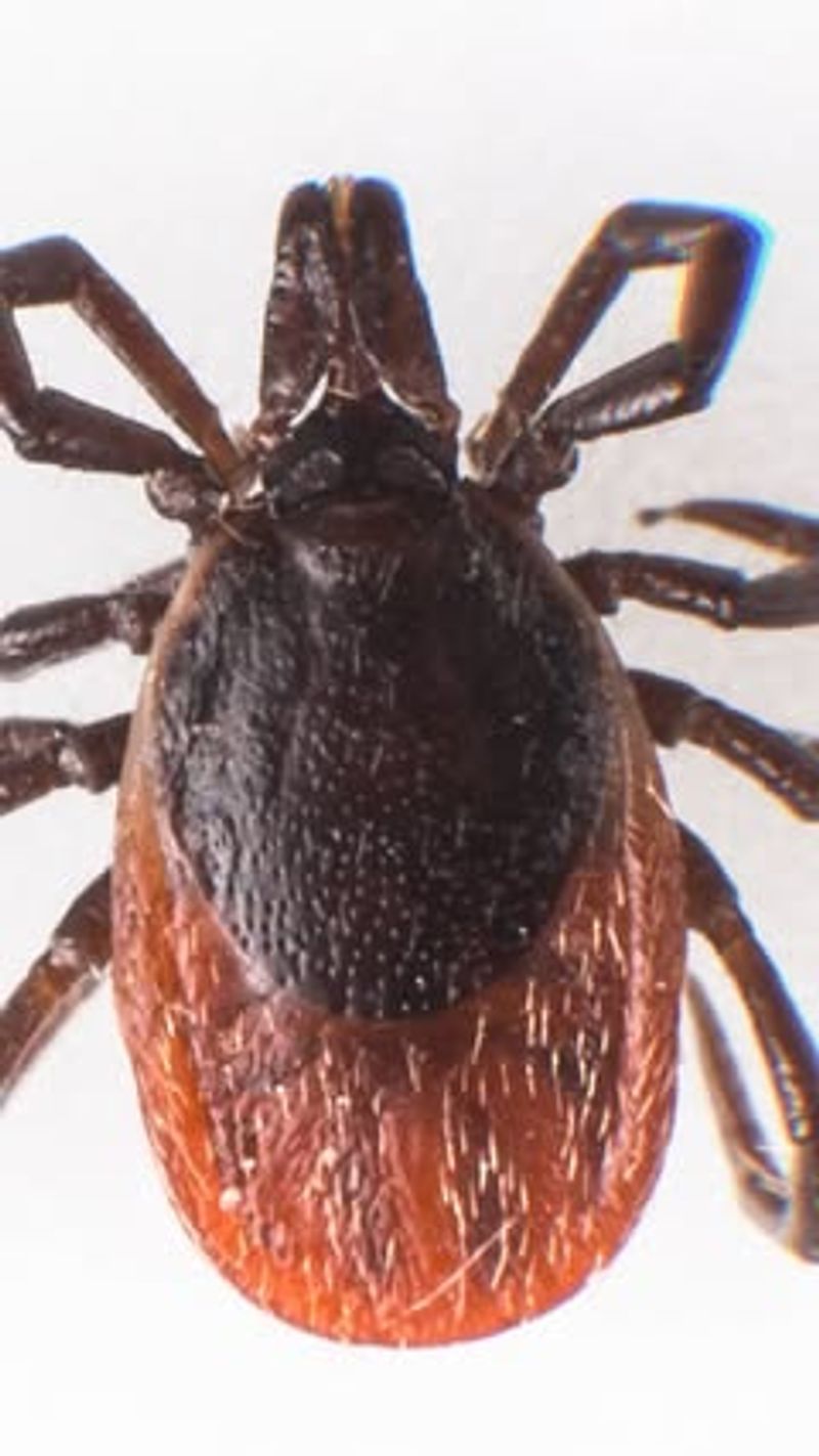 Ticks (Blacklegged / Deer Ticks)