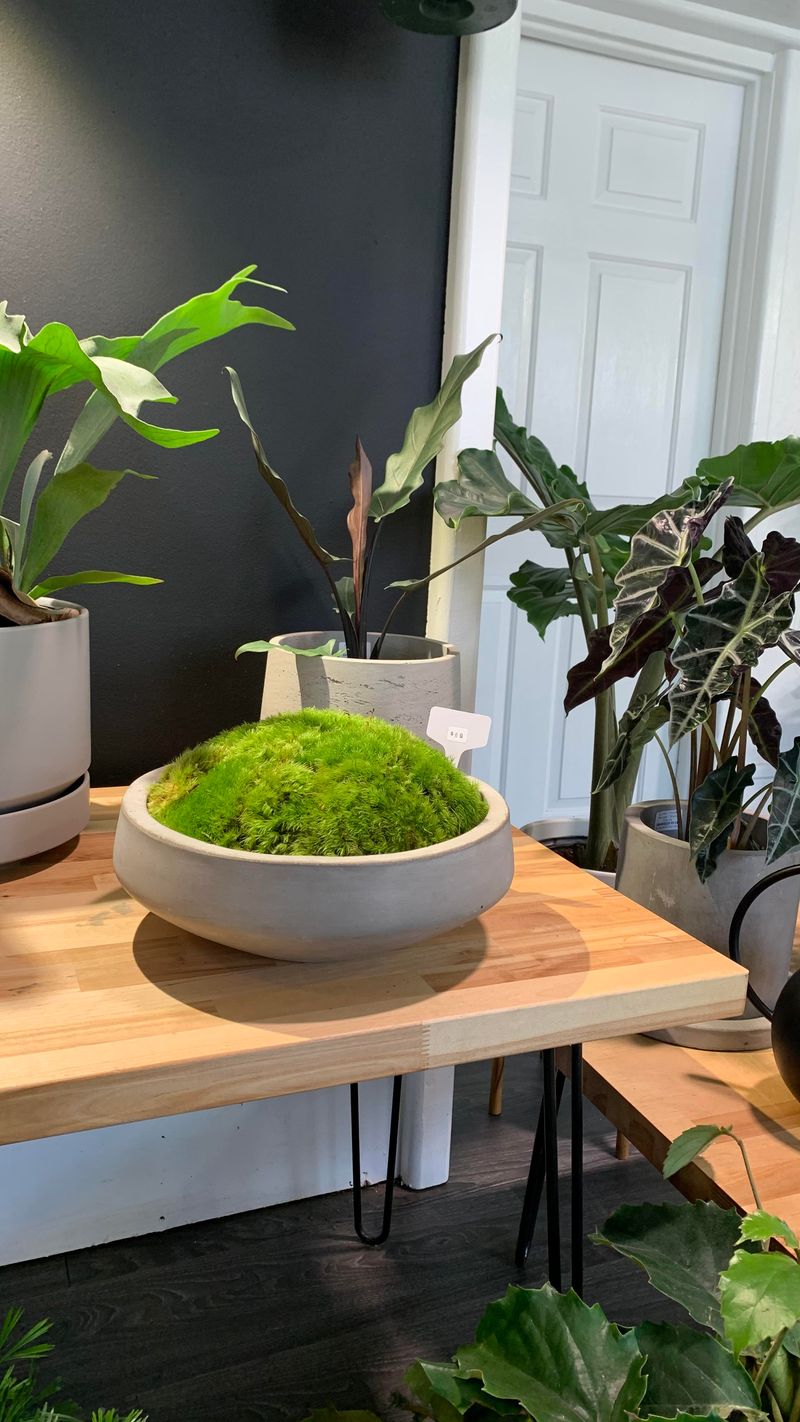 The Moisture-Lock Trick Designers Use To Keep Moss Bowls Looking Fresh All Season