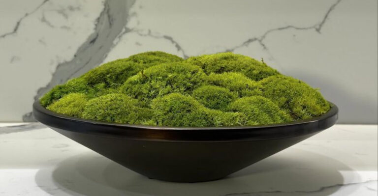 Moss Bowls Are Taking Over As The Winter Trend Everyone Wants To Try
