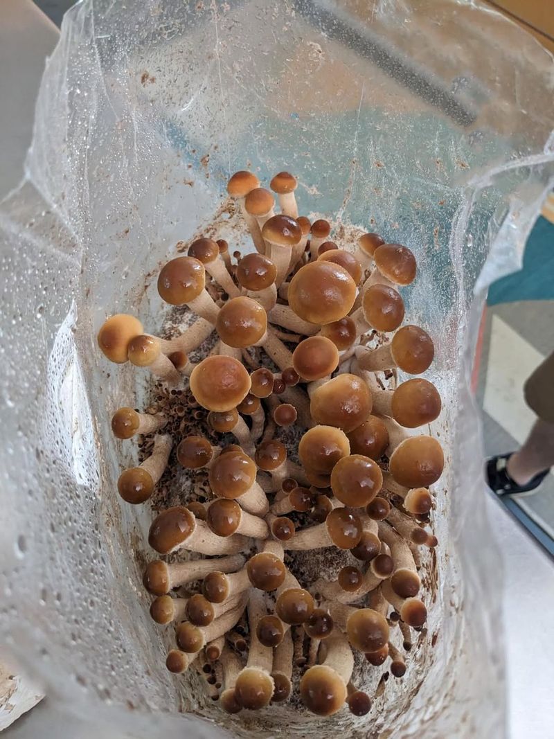 Mushroom Growing Kits Indoors