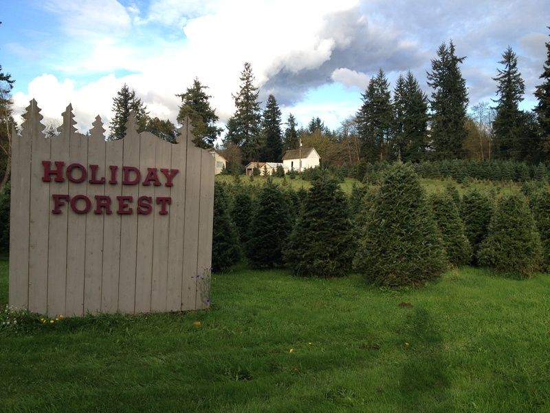 Holiday Forest Christmas Tree Farm