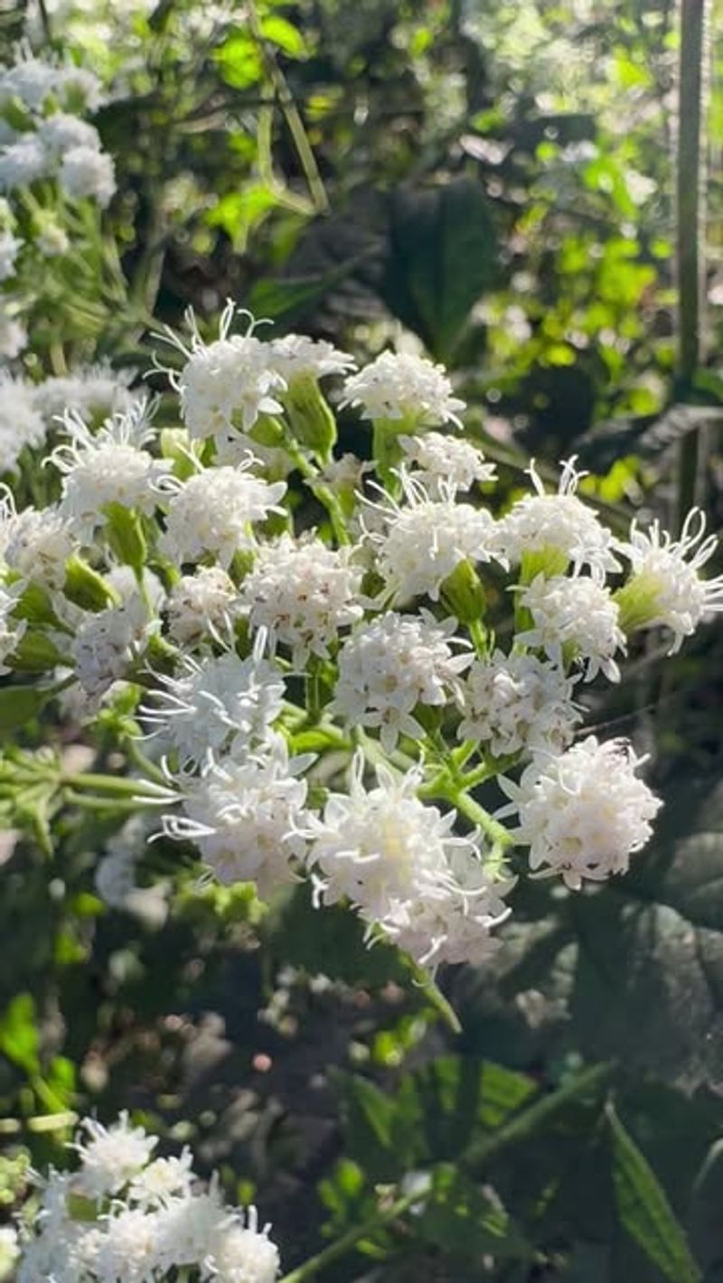 Carolina Laurel Cherry (Prunus Caroliniana)