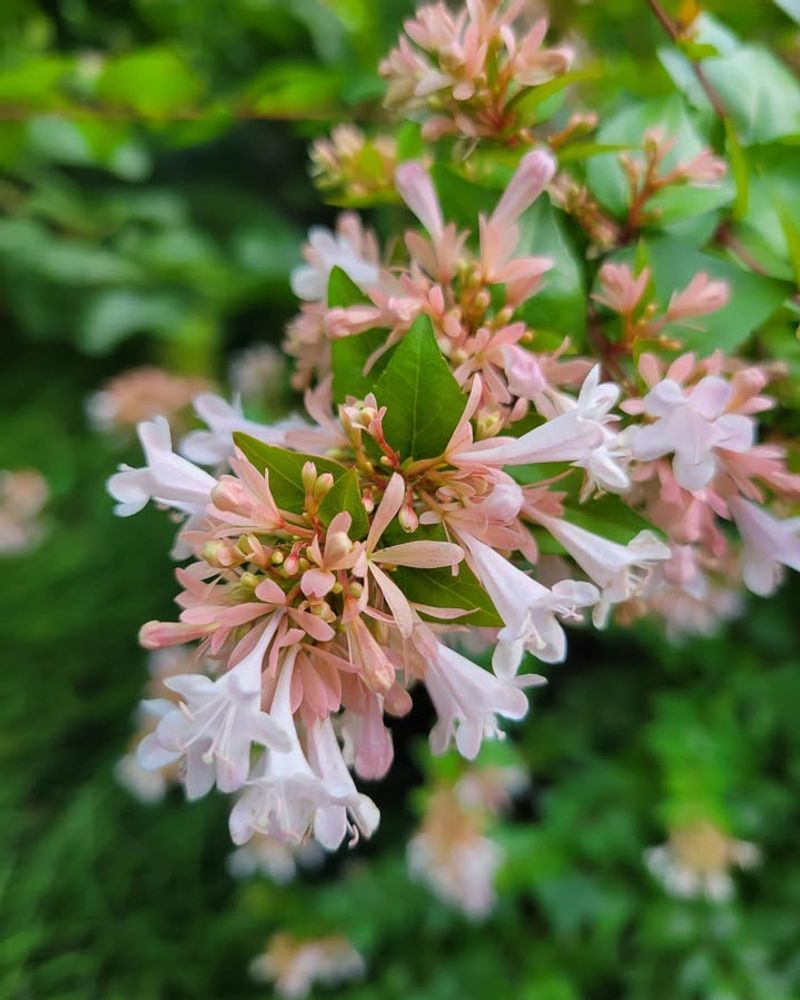 Abelia (Abelia x grandiflora)